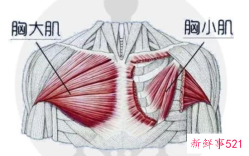训练胸部肌肉方法有哪些
