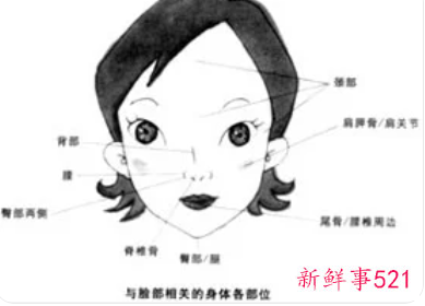 脸部各个部位名称叫什么
