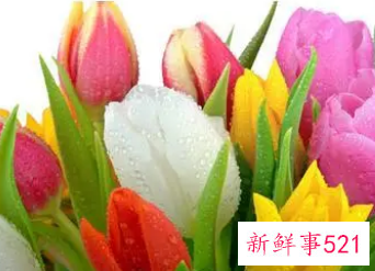 已婚女人梦见鲜花是什么意思