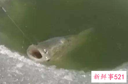 冬天如何夜钓鲢鳙