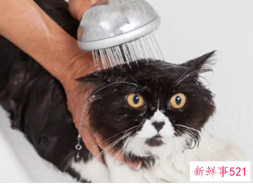 让猫自愿洗澡小妙招