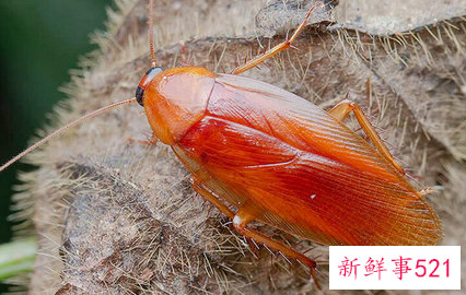 怎样快速灭蟑螂