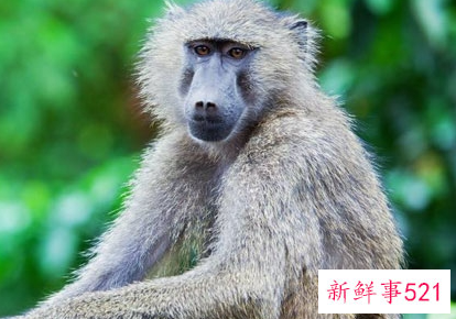 属猴石榴木命生财行业