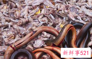 吃一个月泥鳅会怎么样