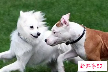 梦见狗跟着我有什么预兆