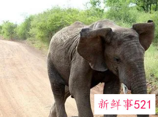 梦到养大象当宠物