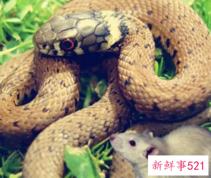 梦见蛇鼠打架是什么意思