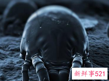 床上螨虫咬的症状