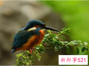 梦见抓到小鸟是什么预兆