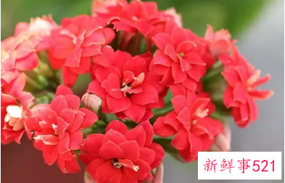 春节适合摆放什么花卉