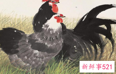 属猪和属牛的合不合婚姻