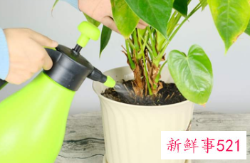 正确浇花的方法