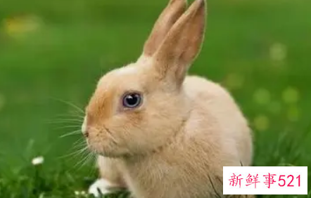 2022年属兔人的全年运势