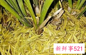 正确浇花的方法