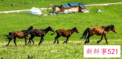 1966年属马的人2022年运程详解