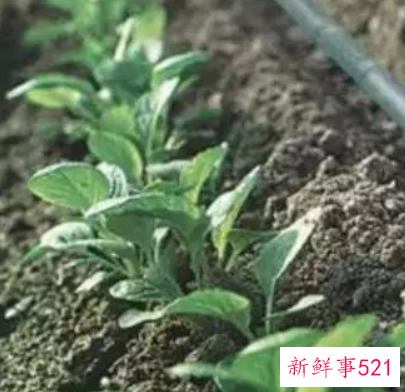 科学使用药物可提高苗木成活率