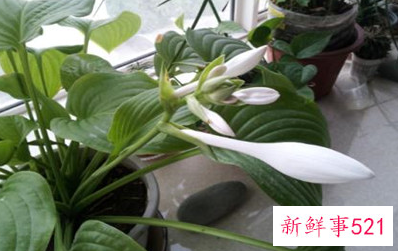 属蛇的人家里适合摆放什么