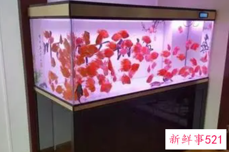 办公室的鱼缸怎么摆放好呢