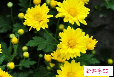 悬崖菊的特点及栽培方法