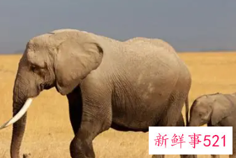 梦见被大象追是什么预兆