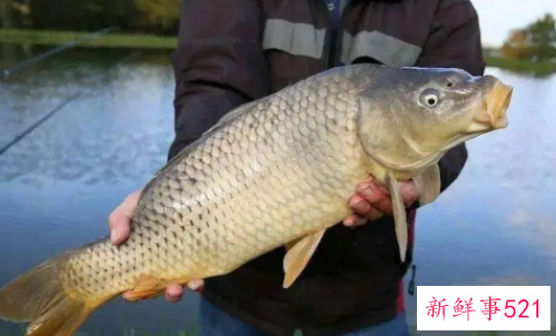 梦见抓到大鲤鱼