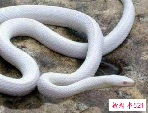 梦见白蛇咬自己代表什么寓意