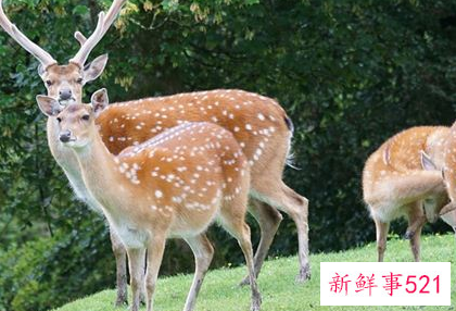 梦见一只梅花鹿是什么意思