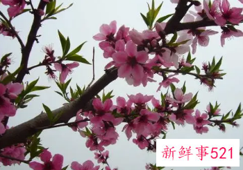 怀孕女人梦见桃花盛开是什么意思