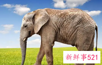 梦见大象攻击我是什么意思