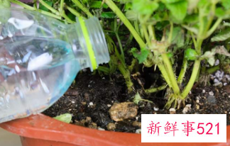 正确浇花的方法