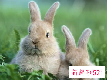 属兔的男孩取什么名字最好