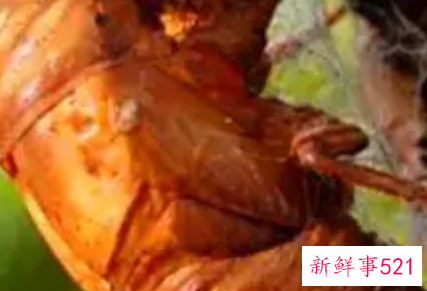 知了猴的作用和营养成分