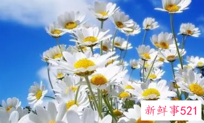 雏菊怎么泡水喝