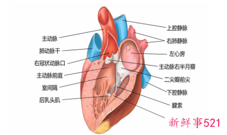心脏分布图位置