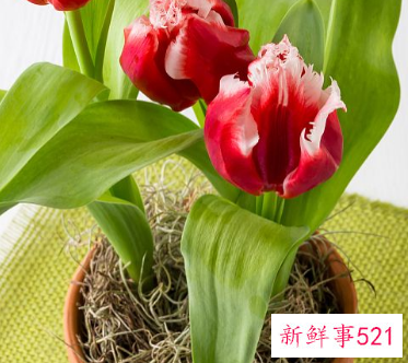 公司前台花卉摆放图片