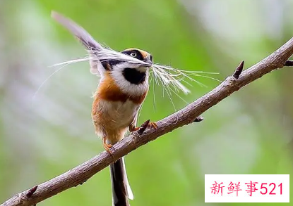 麻雀象征吉祥吗