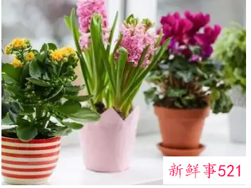春节适合摆放什么花卉
