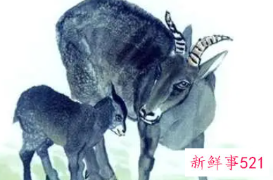 属羊的不能儿女双全