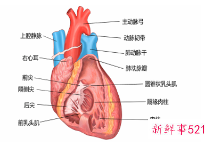 心脏分布图位置