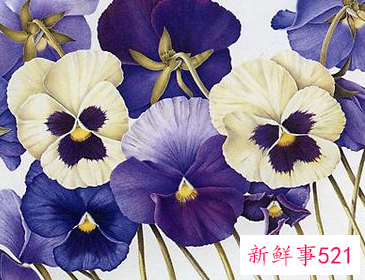 十二星座的专属幸运花是什么