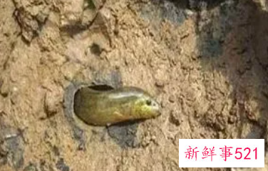 吃一个月泥鳅会怎么样
