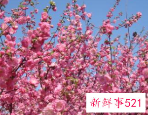 怀孕女人梦见桃花盛开是什么意思