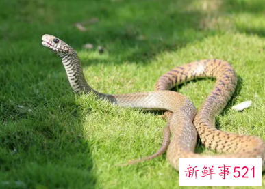 属蛇男喜欢接吻吗