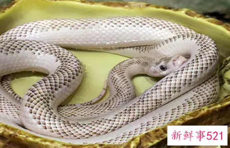 梦见蛇鼠打架是什么意思