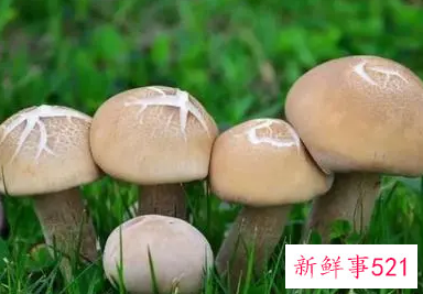 菌类有什么营养价值