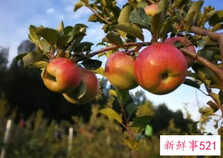 冬季养生吃苹果好处多