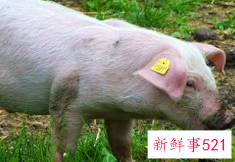 梦见大白猪的征兆