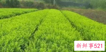 科学使用药物可提高苗木成活率