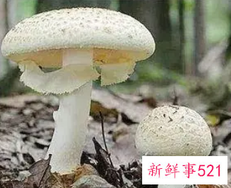 野生的白蘑菇有毒吗