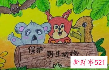 小学生怎么保护野生动物